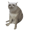 CashCat